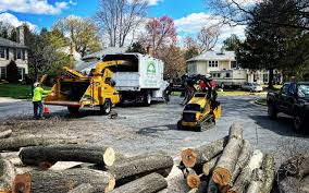 Best Leaf Removal  in Goodyear, AZ