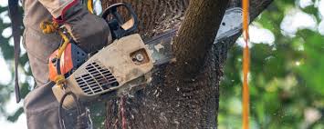 Best Lawn Irrigation Installation and Maintenance  in Goodyear, AZ