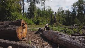 Best Tree Cabling and Bracing  in Goodyear, AZ