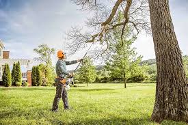 Best Tree Trimming and Pruning  in Goodyear, AZ