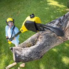 Best Sod Installation  in Goodyear, AZ