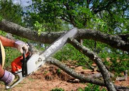 Best Tree Maintenance Programs  in Goodyear, AZ