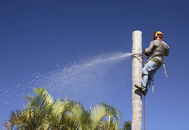 Best Grass Overseeding  in Goodyear, AZ