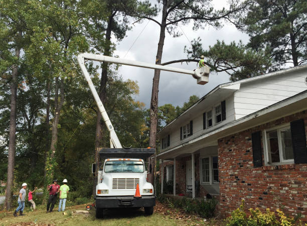 Best Tree Risk Assessment  in Goodyear, AZ