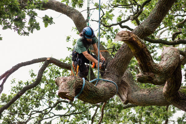 How Our Tree Care Process Works  in  Goodyear, AZ