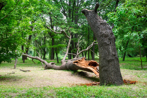 Best Tree Removal  in Goodyear, AZ