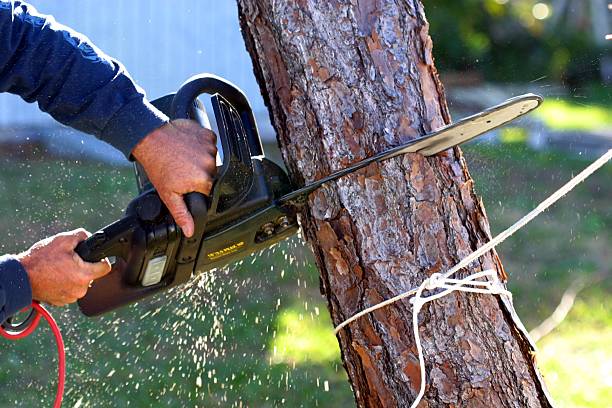 Reliable Goodyear, AZ Tree Care Solutions