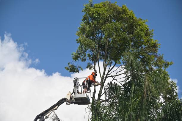 Best Root Management and Removal  in Goodyear, AZ