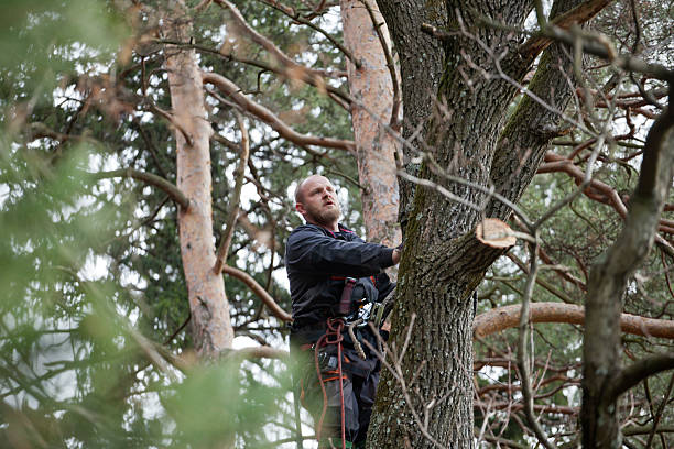 Tree and Shrub Care in Goodyear, AZ