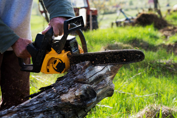 Best Seasonal Cleanup (Spring/Fall)  in Goodyear, AZ